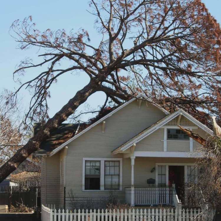 Tree fell on a house in Canada